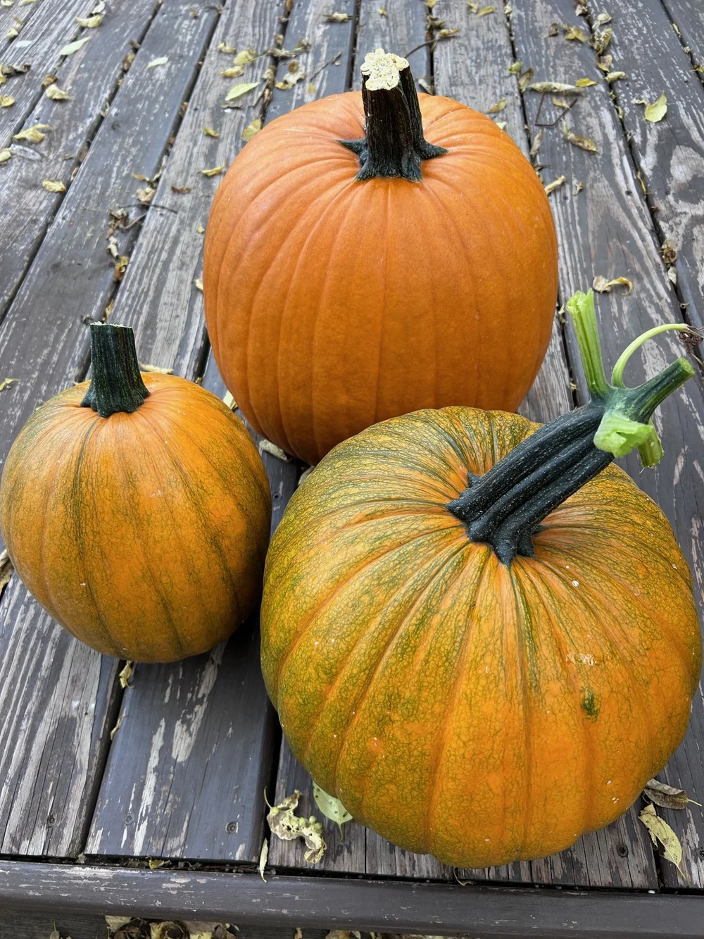 Perfect Midwestern Carving Pumpkin — RIBIZLI SEED CO.